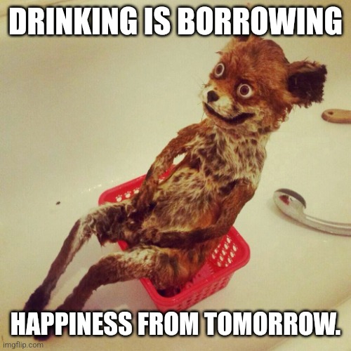 Hungover fox learns a lesson |  DRINKING IS BORROWING; HAPPINESS FROM TOMORROW. | image tagged in hangover fox,drunk,drinking,alcohol,party,whiskey | made w/ Imgflip meme maker