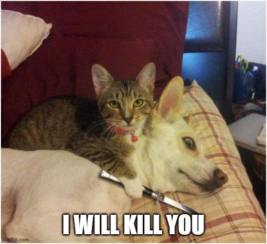 Warning killer cat | I WILL KILL YOU | image tagged in warning killer cat | made w/ Imgflip meme maker