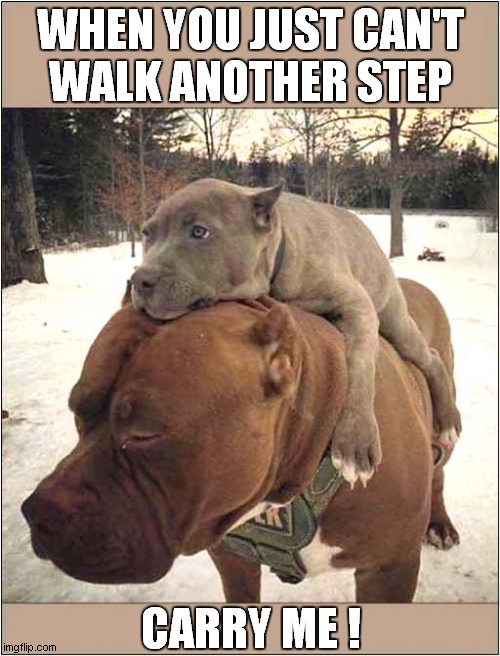 One Tired Dog ! | WHEN YOU JUST CAN'T
WALK ANOTHER STEP; CARRY ME ! | image tagged in dogs,tired dog,carry me | made w/ Imgflip meme maker