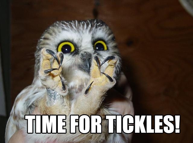 image tagged in funny,birds,owls