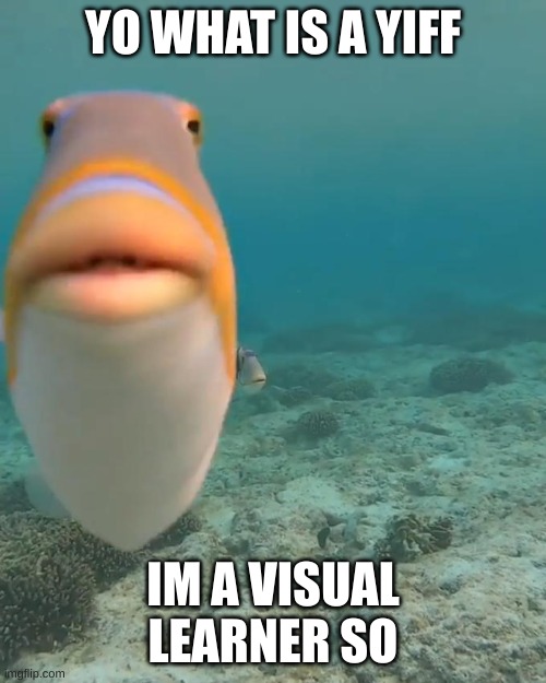 so... | YO WHAT IS A YIFF; IM A VISUAL LEARNER SO | image tagged in staring fish | made w/ Imgflip meme maker