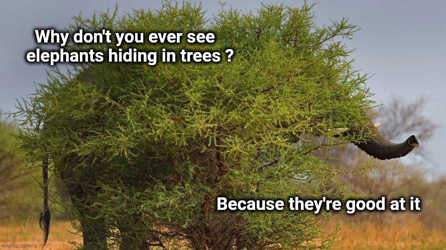 Elephant jokes | Why don't you ever see
   elephants hiding in trees ? Because they're good at it | image tagged in bad jokes,elephant in the room,just a joke | made w/ Imgflip meme maker