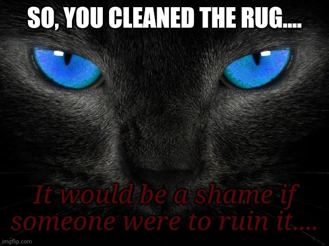 Black Cat Blue Eyes | SO, YOU CLEANED THE RUG.... It would be a shame if someone were to ruin it.... | image tagged in black cat blue eyes | made w/ Imgflip meme maker