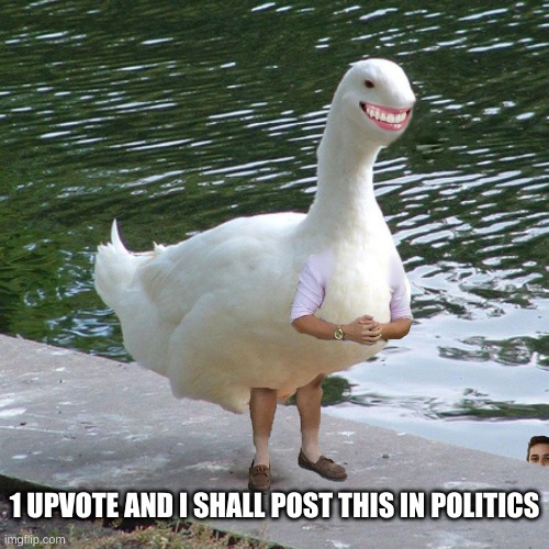 Cursed duck | 1 UPVOTE AND I SHALL POST THIS IN POLITICS | image tagged in weird,my brother | made w/ Imgflip meme maker