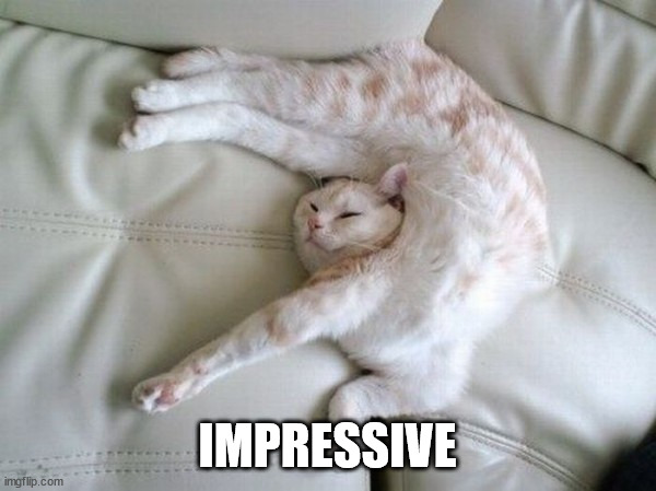 acrobatic cat | IMPRESSIVE | image tagged in acrobatic cat | made w/ Imgflip meme maker