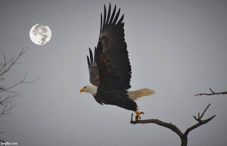 eagle and moon | made w/ Imgflip meme maker
