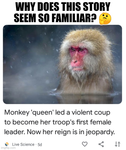 WHY DOES THIS STORY SEEM SO FAMILIAR? 🤔 | image tagged in the monkey coup | made w/ Imgflip meme maker