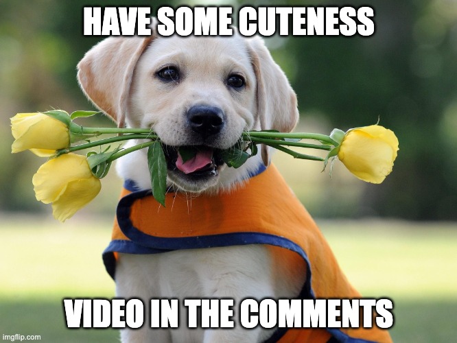 dog videos | HAVE SOME CUTENESS; VIDEO IN THE COMMENTS | image tagged in cute dog | made w/ Imgflip meme maker