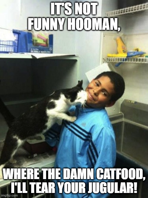 Where the catfood | IT'S NOT FUNNY HOOMAN, WHERE THE DAMN CATFOOD, I'LL TEAR YOUR JUGULAR! | image tagged in cat torture | made w/ Imgflip meme maker