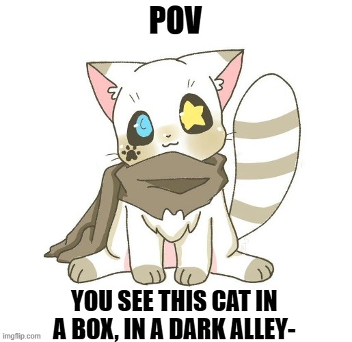 Now What? (NO OP OC'S PLEASE) | POV; YOU SEE THIS CAT IN A BOX, IN A DARK ALLEY- | made w/ Imgflip meme maker