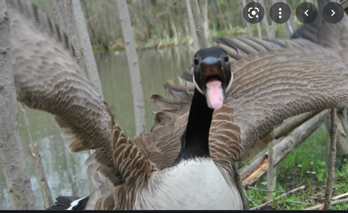 High Quality aggressive goose Blank Meme Template