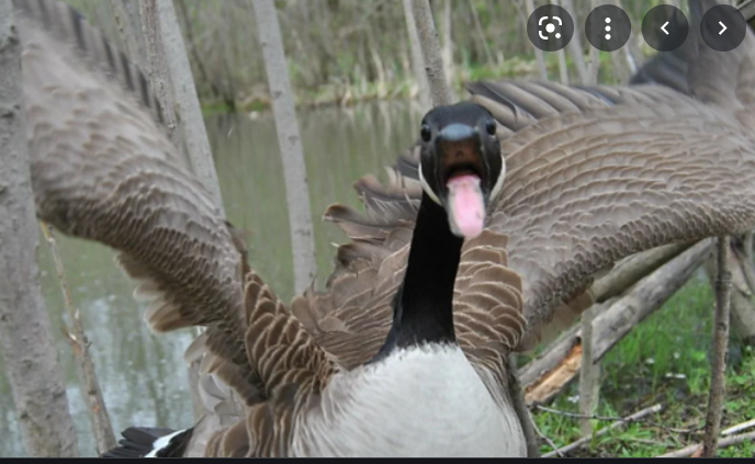 aggressive goose Blank Meme Template