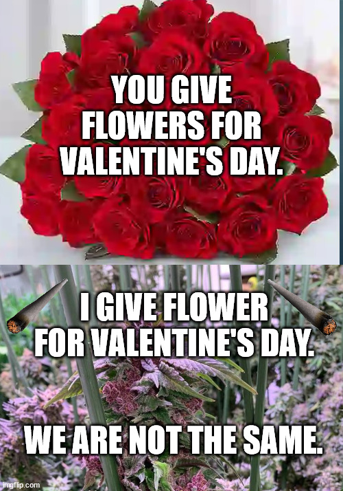 We are not the same | YOU GIVE FLOWERS FOR VALENTINE'S DAY. I GIVE FLOWER FOR VALENTINE'S DAY. WE ARE NOT THE SAME. | image tagged in flowers,flower,pot,marijuana,valentine's day | made w/ Imgflip meme maker