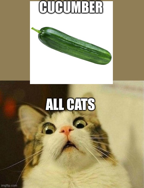 Scared Cat | CUCUMBER; ALL CATS | image tagged in memes,scared cat | made w/ Imgflip meme maker