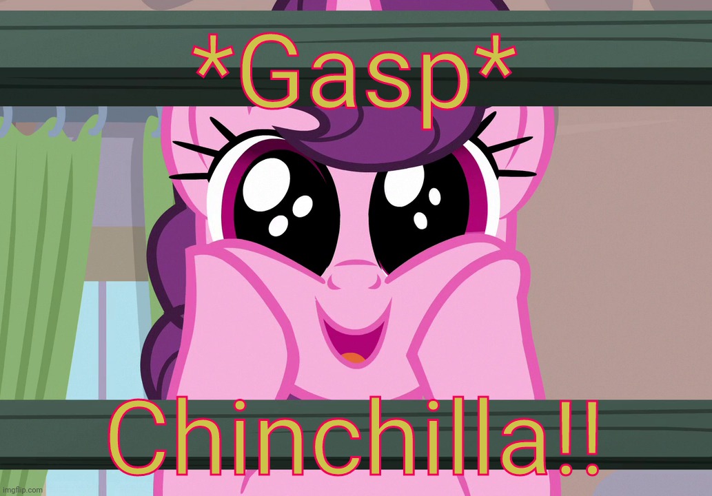 Surprised Sugar Belle (MLP) | *Gasp* Chinchilla!! | image tagged in surprised sugar belle mlp | made w/ Imgflip meme maker