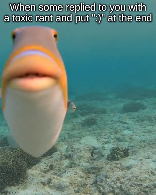 staring fish | When some replied to you with a toxic rant and put ":)" at the end | image tagged in staring fish | made w/ Imgflip meme maker