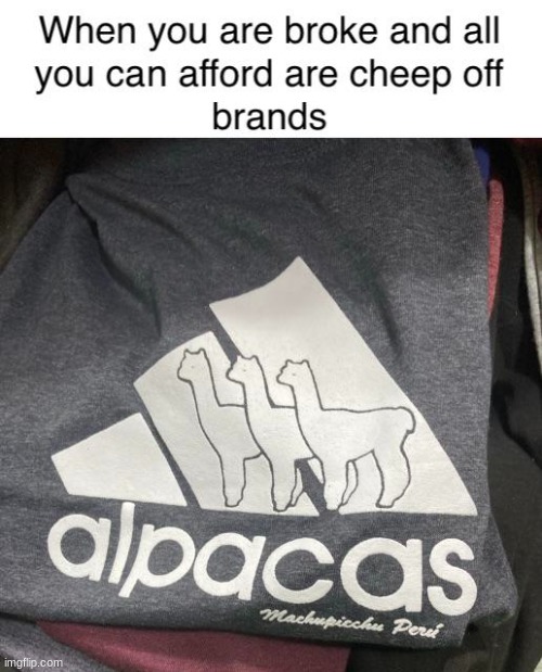 alpacas | image tagged in memes,funny,animals,funny memes | made w/ Imgflip meme maker