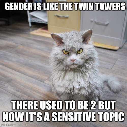 Bad Joke Cat | GENDER IS LIKE THE TWIN TOWERS; THERE USED TO BE 2 BUT NOW IT'S A SENSITIVE TOPIC | image tagged in bad joke cat | made w/ Imgflip meme maker