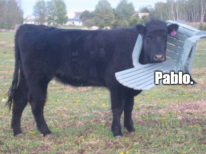 Pablo | Pablo. | image tagged in cow,animals stuck in weird places | made w/ Imgflip meme maker