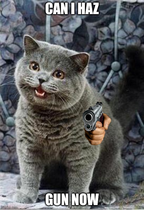 I can has cheezburger cat | CAN I HAZ GUN NOW | image tagged in i can has cheezburger cat | made w/ Imgflip meme maker