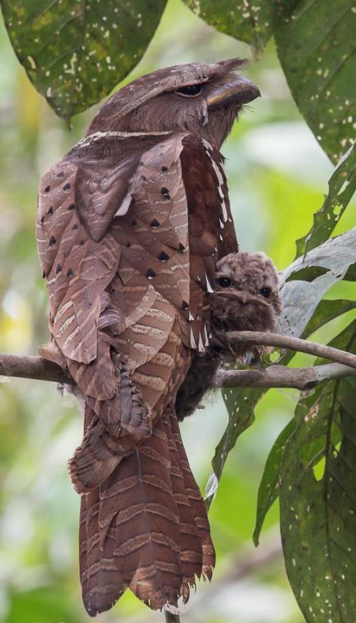 Malaysian Large Frogmouth | image tagged in awesome,pics,photography | made w/ Imgflip meme maker