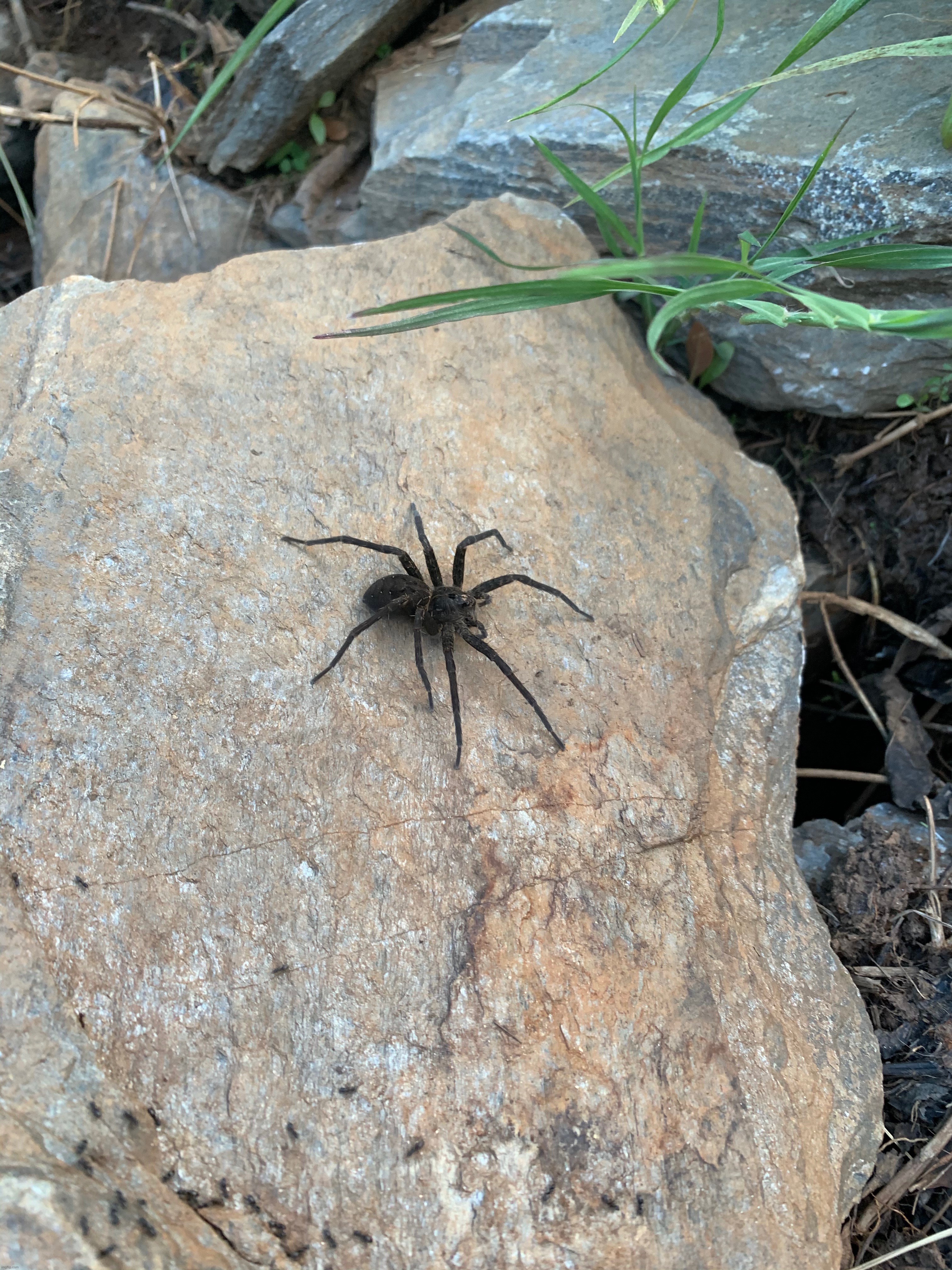Fishing spider (because I like looking at it still) | made w/ Imgflip meme maker