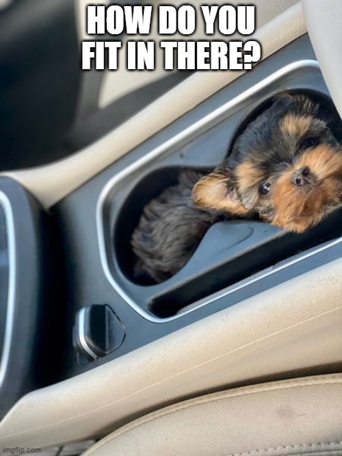 cute<3 | HOW DO YOU FIT IN THERE? | image tagged in memes,funny,not funny,dog,doggo | made w/ Imgflip meme maker
