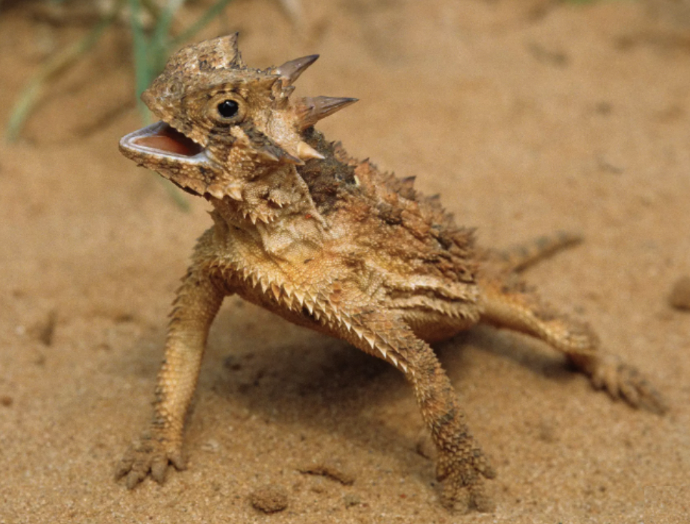 Cute horned lizard Blank Meme Template