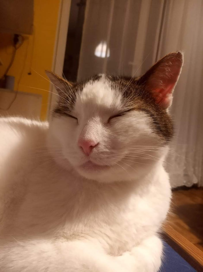 High Quality cat closed eyes smile Blank Meme Template