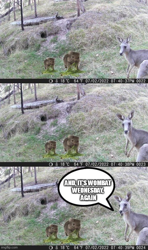 AND, IT'S WOMBAT 
WEDNESDAY, 
AGAIN | image tagged in wombat wed | made w/ Imgflip meme maker