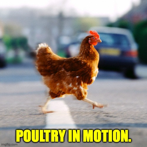 Poultry | POULTRY IN MOTION. | image tagged in chicken crossing the road | made w/ Imgflip meme maker