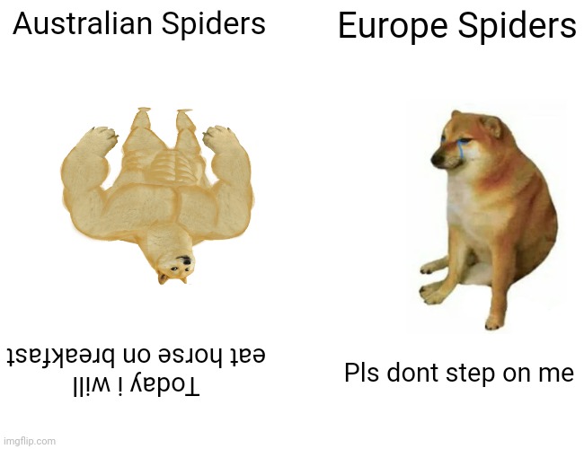 I think its right |  Australian Spiders; Europe Spiders; Today i will eat horse on breakfast; Pls dont step on me | image tagged in memes,buff doge vs cheems,australia,meanwhile in australia,funny,funny memes | made w/ Imgflip meme maker