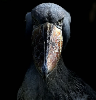 Shoebill stare Blank Meme Template