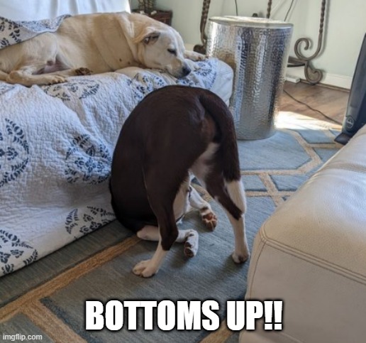 bottoms up | BOTTOMS UP!! | image tagged in funny,funny dogs | made w/ Imgflip meme maker