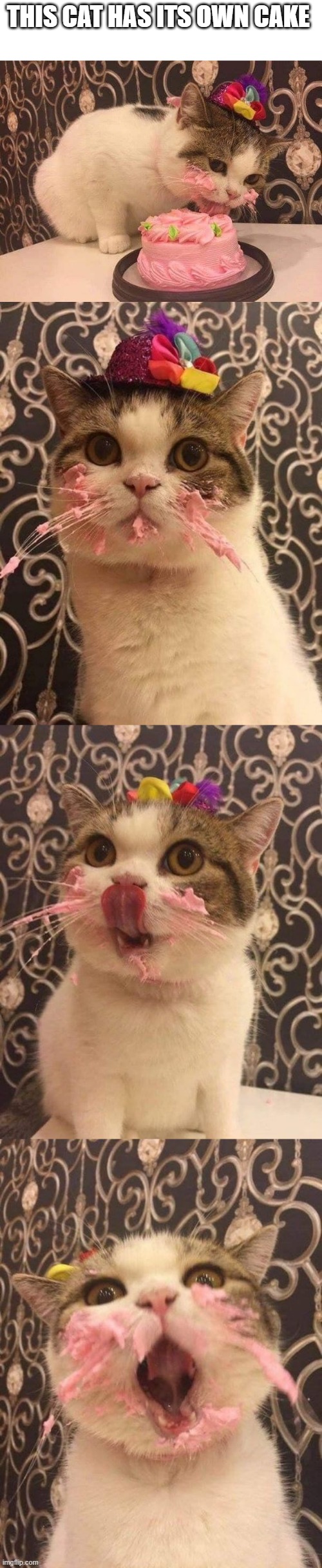 i want cake too "/ | THIS CAT HAS ITS OWN CAKE | image tagged in memes,funny,not funny,cats | made w/ Imgflip meme maker