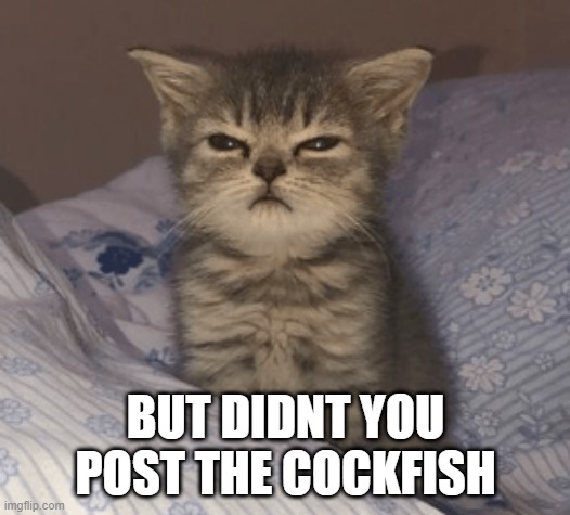 wake up cat | BUT DIDNT YOU POST THE COCKFISH | image tagged in wake up cat | made w/ Imgflip meme maker