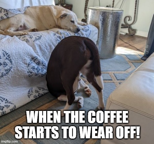 When the Coffee starts to wear off | WHEN THE COFFEE STARTS TO WEAR OFF! | image tagged in funny memes,funny dogs | made w/ Imgflip meme maker