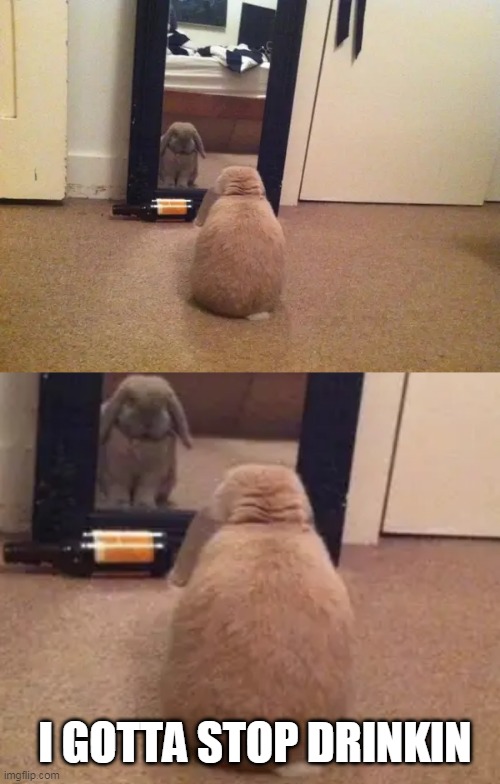 JUST SIT AND STARE | I GOTTA STOP DRINKIN | image tagged in bunny,bunnies,rabbit | made w/ Imgflip meme maker