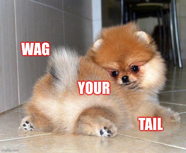 When Life Gets You Down |  WAG; YOUR; TAIL | image tagged in dog butt,memes,wag your tail,puppy style,don't worry be happy,everything's gonna be alright | made w/ Imgflip meme maker