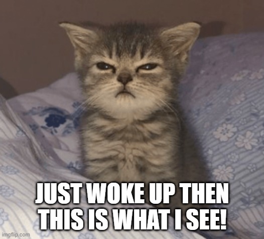 wake up cat | JUST WOKE UP THEN THIS IS WHAT I SEE! | image tagged in wake up cat | made w/ Imgflip meme maker