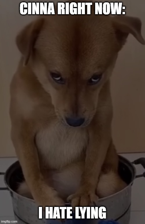 MAD DOGGO | CINNA RIGHT NOW: I HATE LYING | image tagged in mad doggo | made w/ Imgflip meme maker