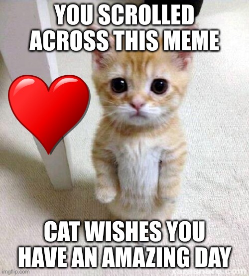 Cat is cat | YOU SCROLLED ACROSS THIS MEME; CAT WISHES YOU HAVE AN AMAZING DAY | image tagged in memes,cute cat | made w/ Imgflip meme maker