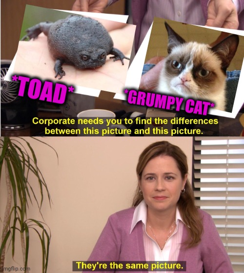 -Animalistic talks. | *TOAD*; *GRUMPY CAT* | image tagged in memes,they're the same picture,grumpy toad,grumpy cat,totally looks like,funny animals | made w/ Imgflip meme maker