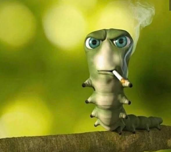 High Quality Caterpillar smoking Blank Meme Template