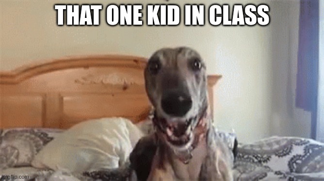 cute greyhound | THAT ONE KID IN CLASS | image tagged in grey,the hound,minecraft,fortnite,among us meeting | made w/ Imgflip meme maker