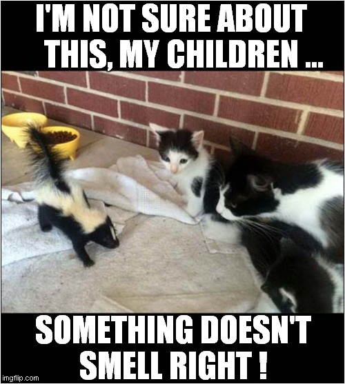 Suspicious Kitten ! | I'M NOT SURE ABOUT
    THIS, MY CHILDREN ... SOMETHING DOESN'T
SMELL RIGHT ! | image tagged in cats,skunk,suspicion | made w/ Imgflip meme maker