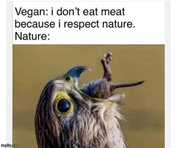 image tagged in funny memes | made w/ Imgflip meme maker