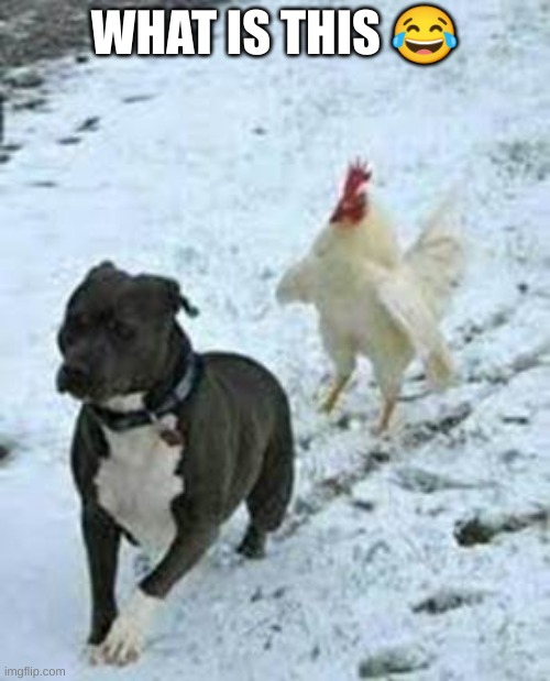 I am confused | WHAT IS THIS 😂 | image tagged in bulldog/rooster | made w/ Imgflip meme maker