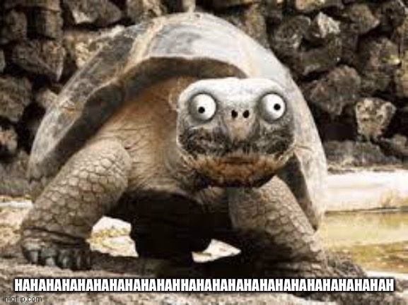 Hahahahahahahahahahahaah | HAHAHAHAHAHAHAHAHAHAHHAHAHAHAHAHAHAHAHAHAHAHAHAH | image tagged in turtles | made w/ Imgflip meme maker