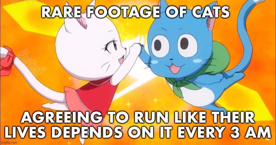 Cats - Fairy Tail Meme | RARE FOOTAGE OF CATS; AGREEING TO RUN LIKE THEIR LIVES DEPENDS ON IT EVERY 3 AM | image tagged in memes,cats,fairy tail meme,fairy tail,happy fairy tail,anime | made w/ Imgflip meme maker